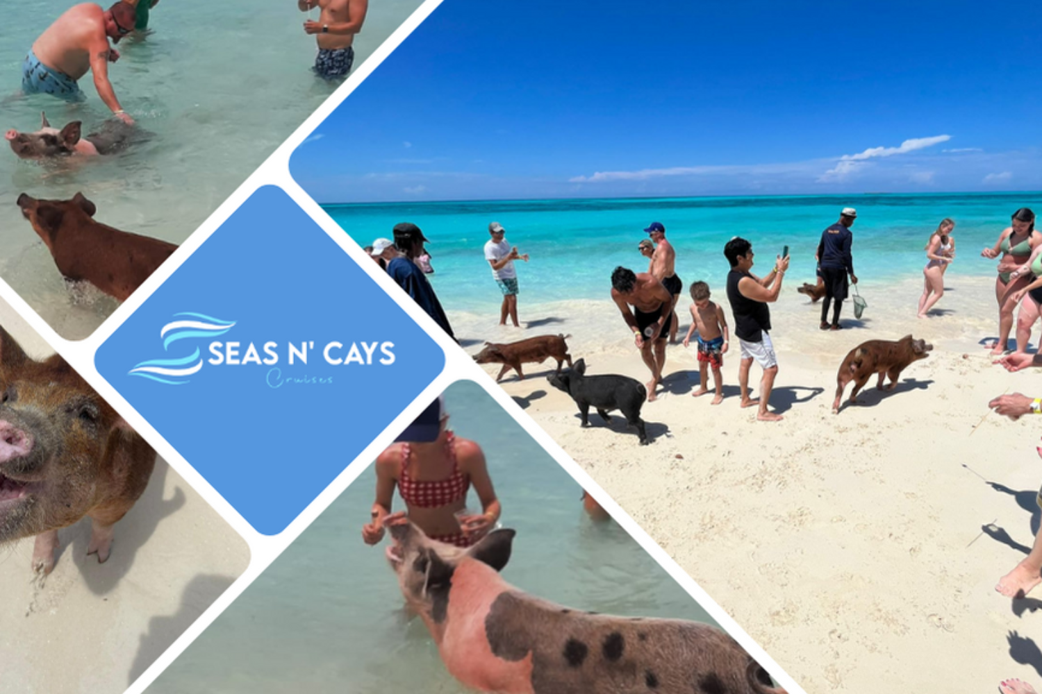 Swimming with Pigs Tour Seas N Cays